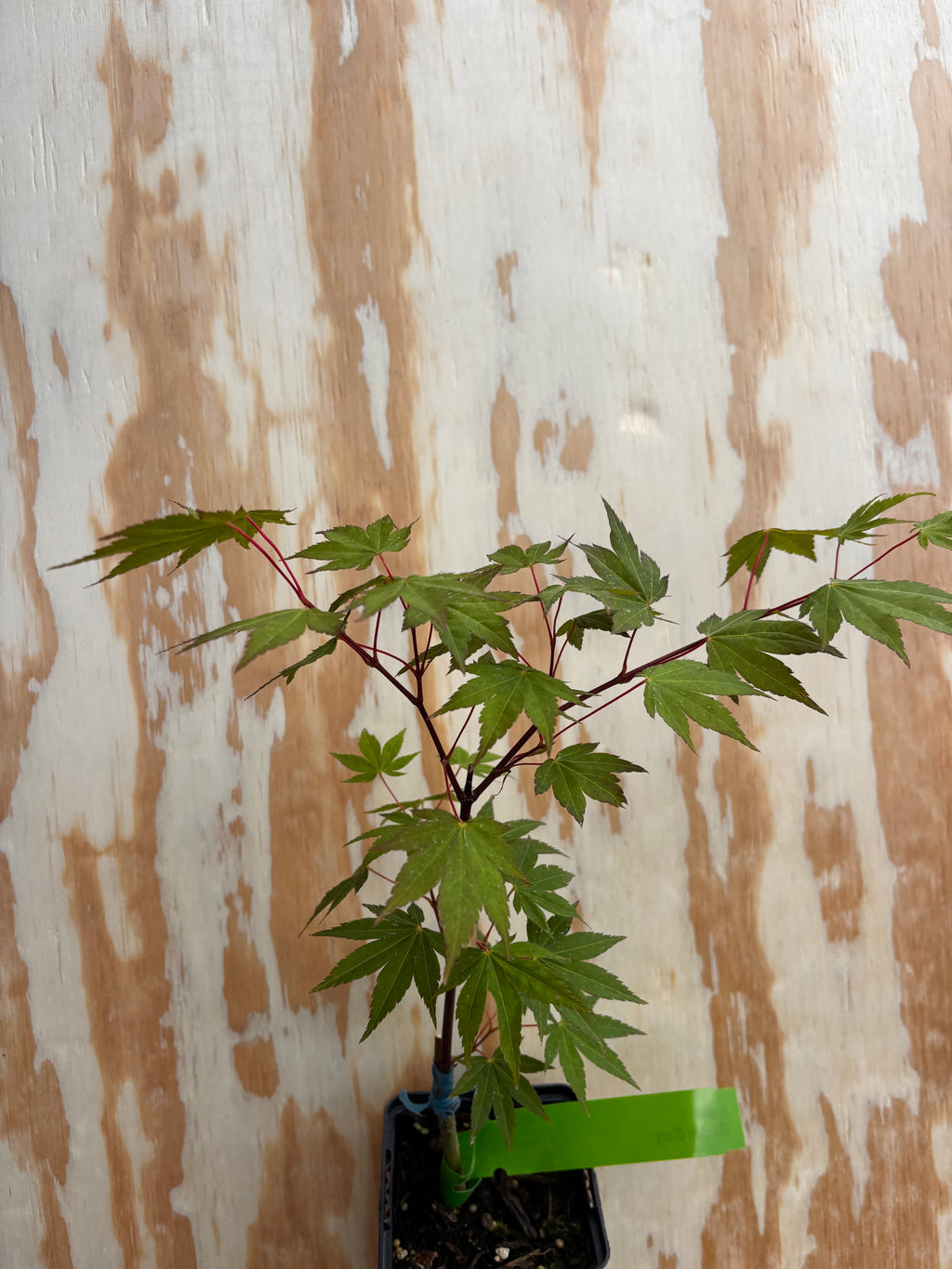 Acer Shirasawanum ‘Garden Glory’