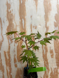 Acer Shirasawanum ‘Garden Glory’