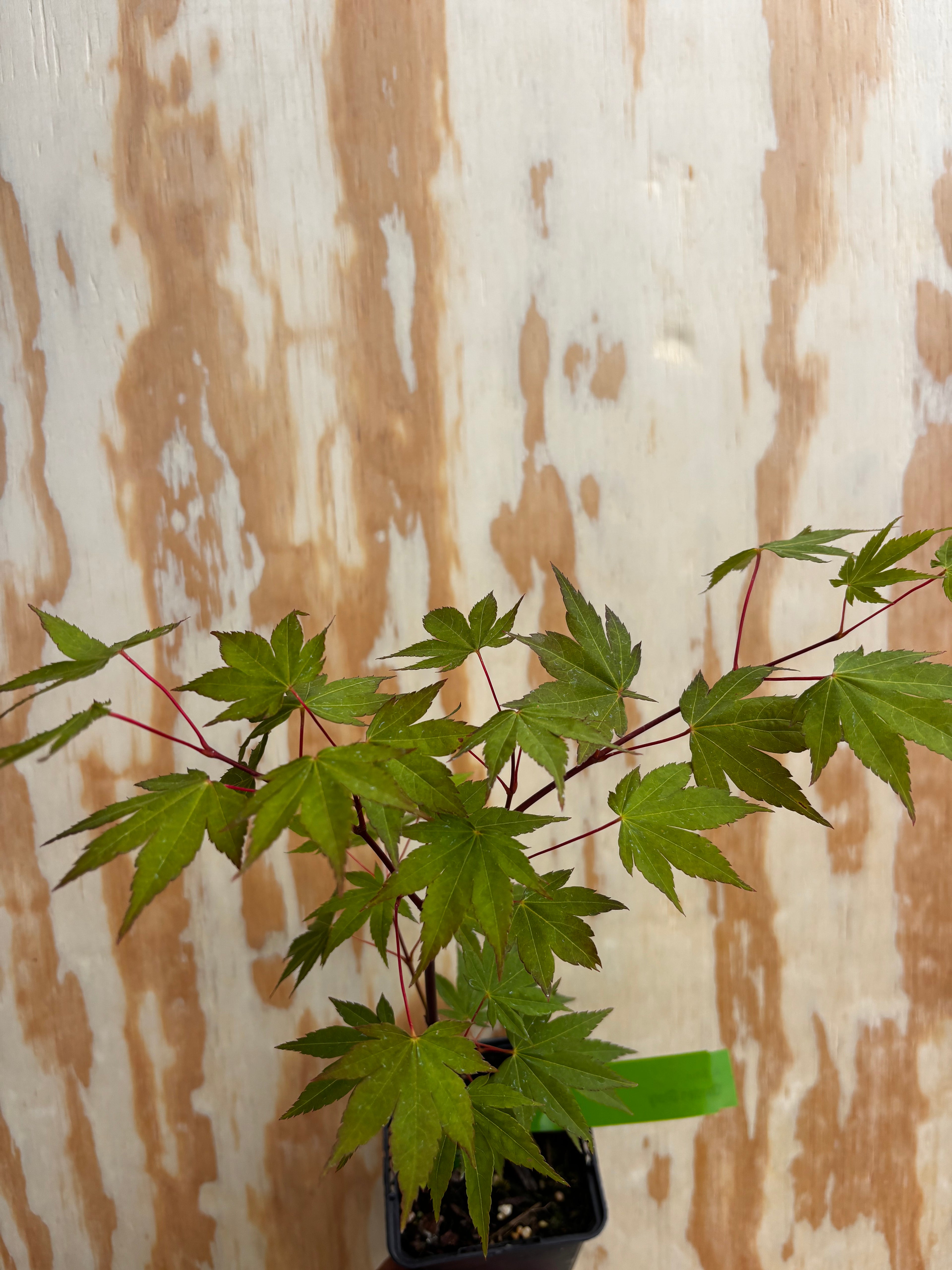 Acer Shirasawanum ‘Garden Glory’