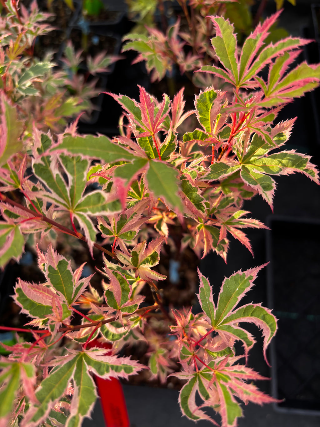 Acer Palmatum ‘Hana Fabuki’