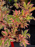 Acer Palmatum ‘Hana Fabuki’