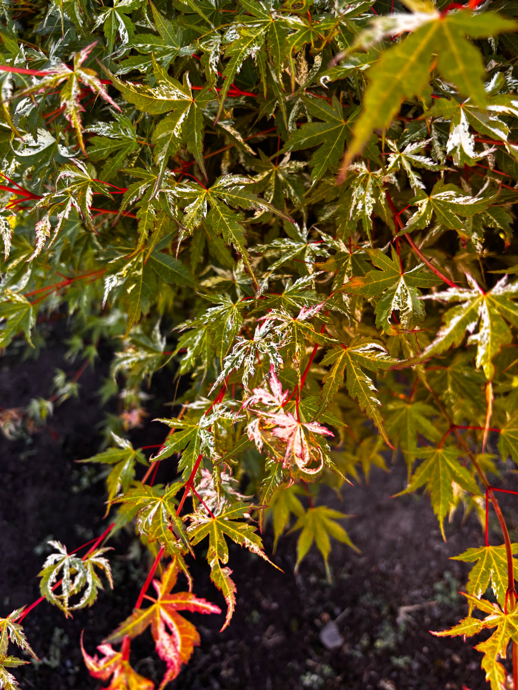 Acer Palmatum ‘Ori Zuru’