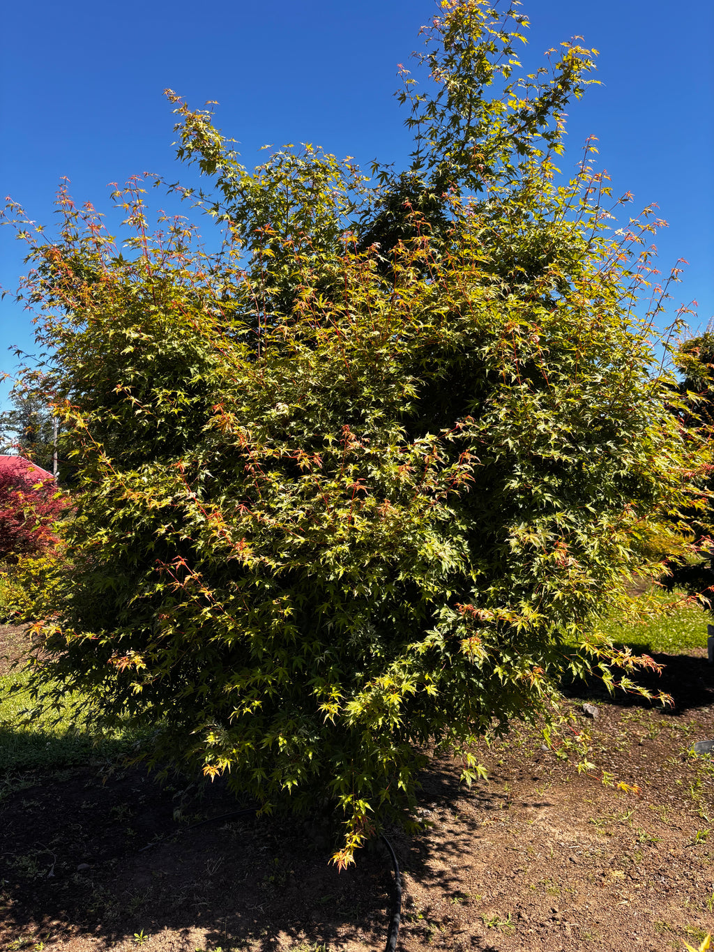 Acer Palmatum ‘Ori Zuru’