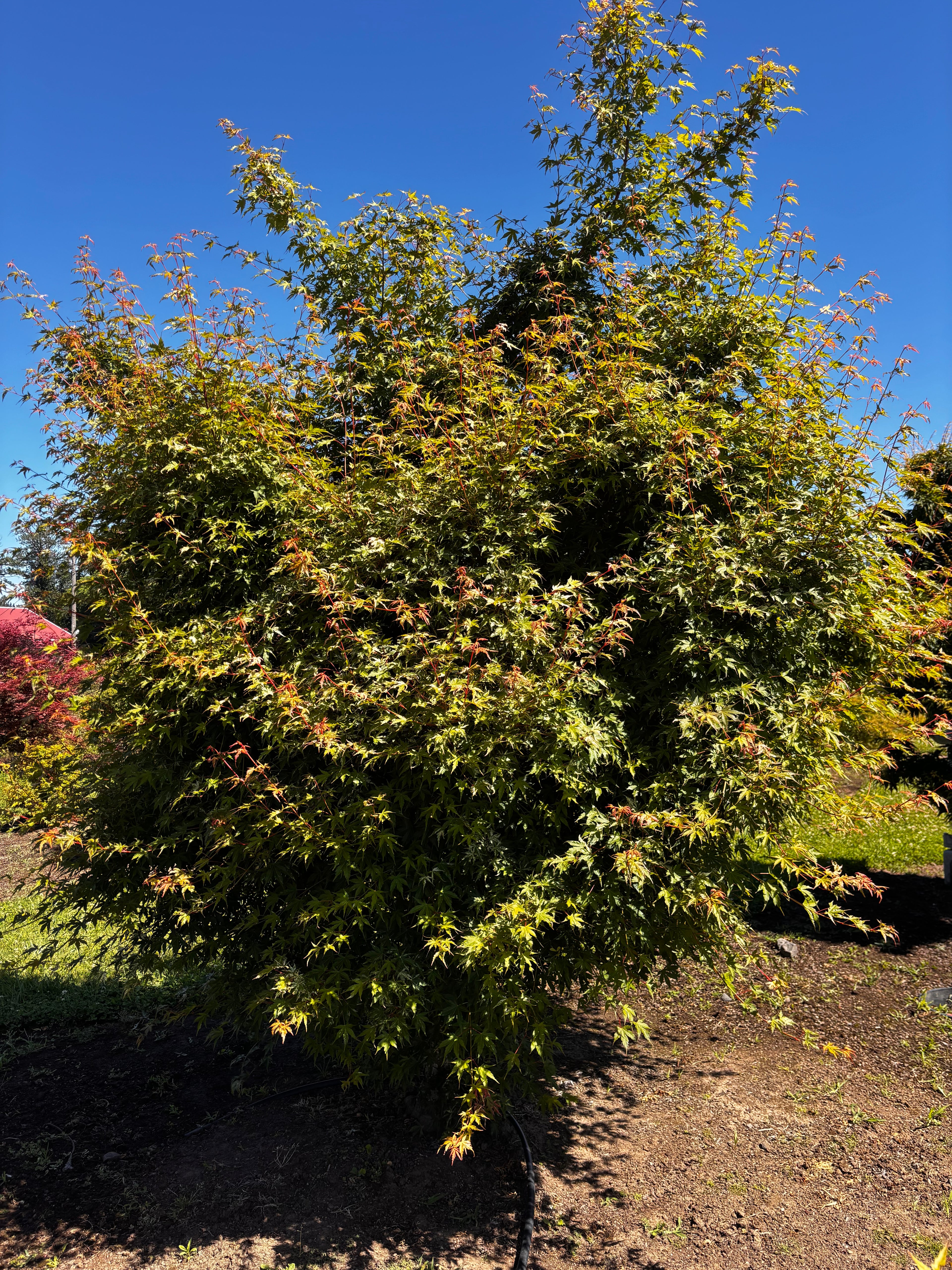 Acer Palmatum ‘Ori Zuru’