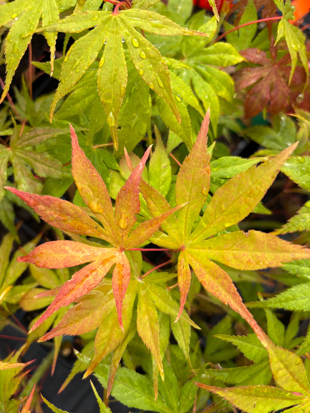 Acer Palmatum ‘Elmwood’