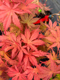 Acer Palmatum ‘Ariadne’