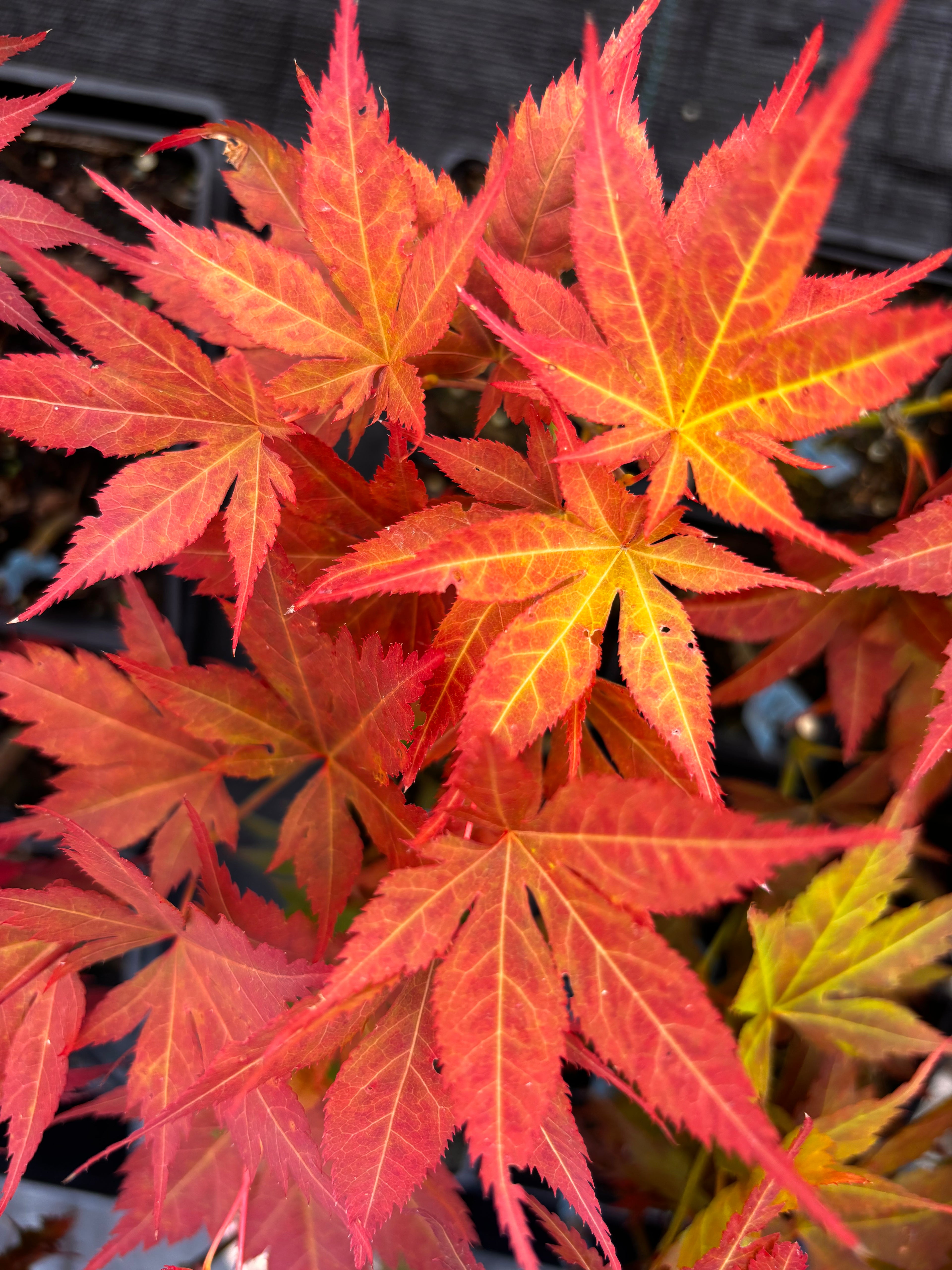 Acer Palmatum ‘Iijima Sunago’
