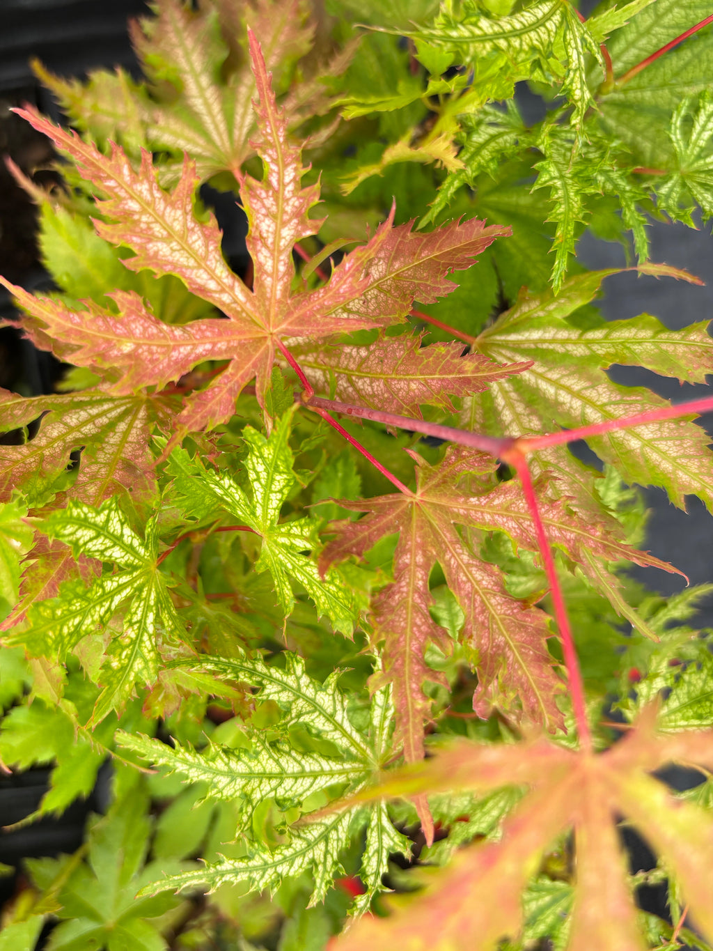 Acer Palmatum ‘Sister Ghost’