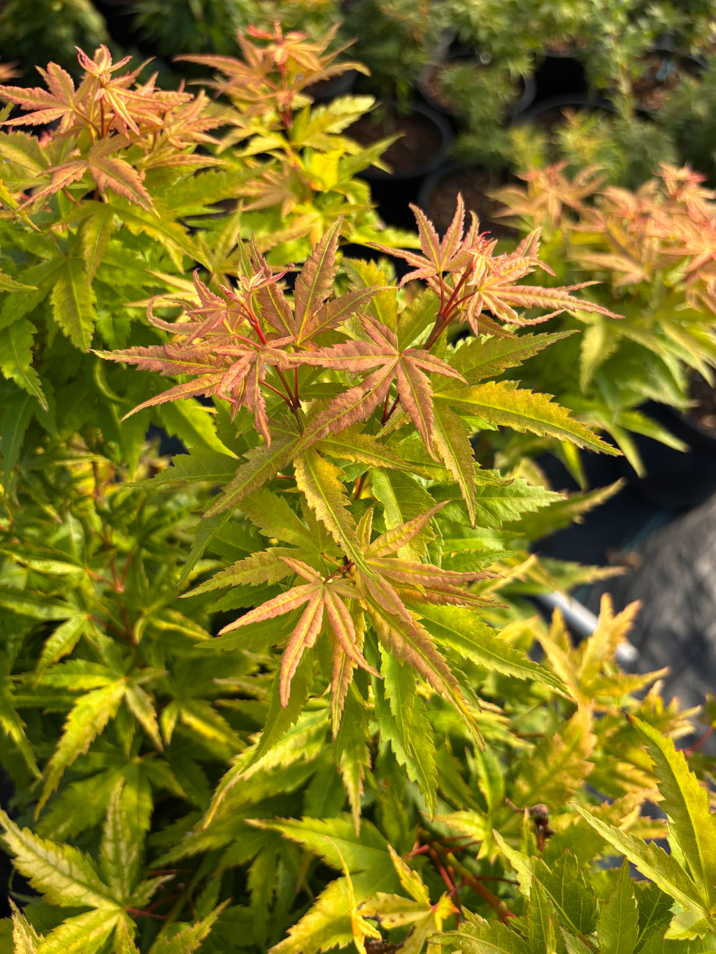 Acer Palmatum ‘Mystic Mikawa’