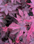 Acer Palmatum ‘Amagi Shigure’