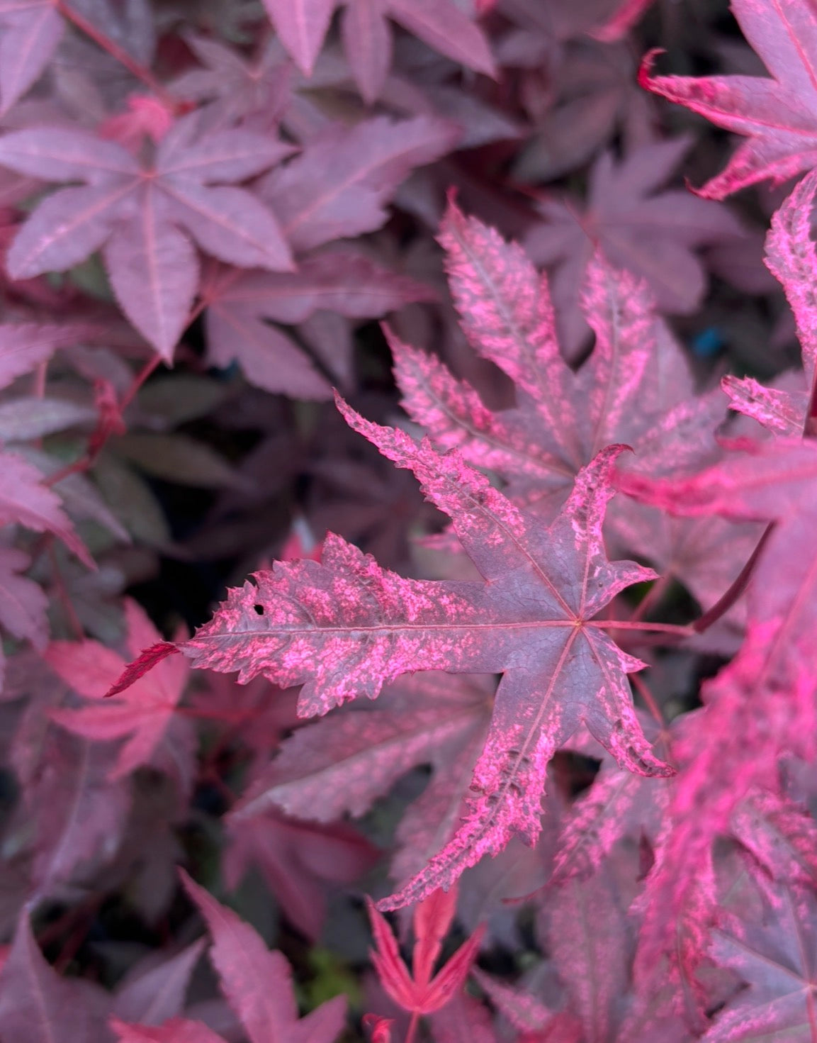 Acer Palmatum ‘Amagi Shigure’
