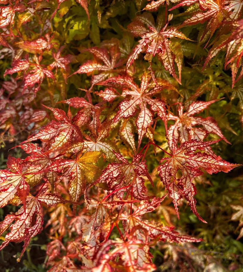Acer Palmatum ‘Miss Maple’