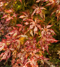 Acer Palmatum ‘Miss Maple’