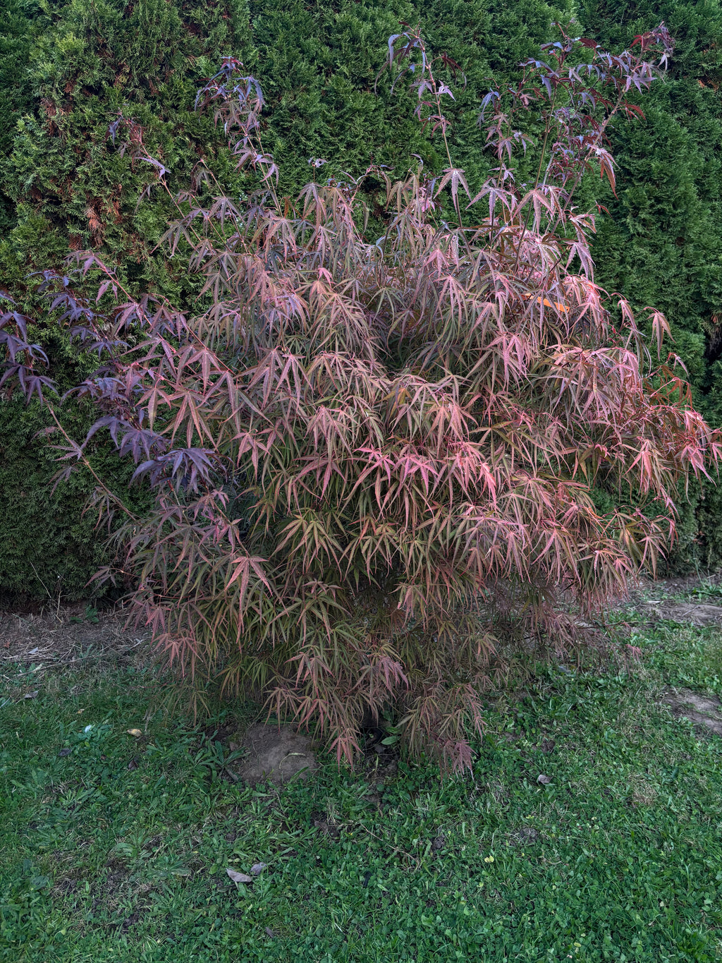 Acer Palmatum ‘Red Cloud’