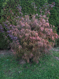 Acer Palmatum ‘Red Cloud’