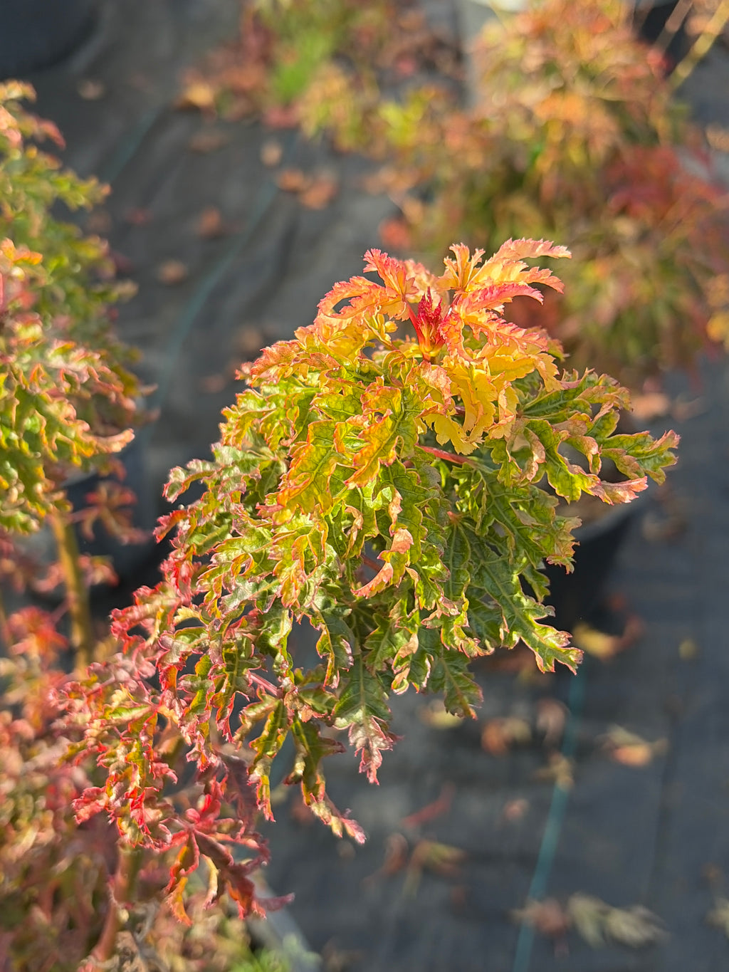 Acer Palmatum ‘Shishigashira’