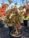 Acer Palmatum ‘Catalina Yatsubusa’