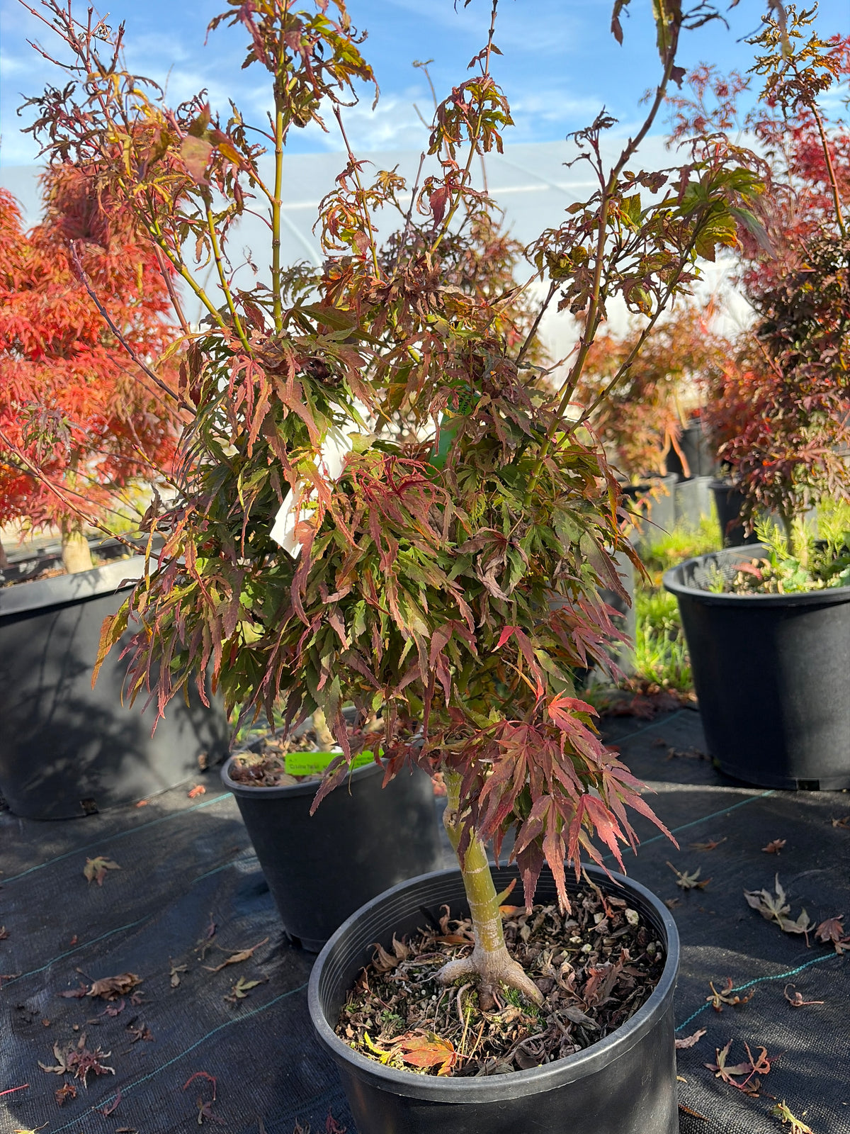 Acer Palmatum ‘Catalina Yatsubusa’