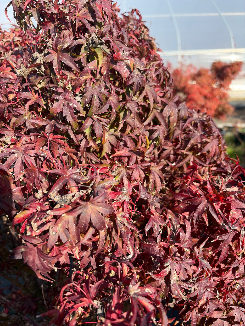 Acer Palmatum ‘Akita Yatsubusa’