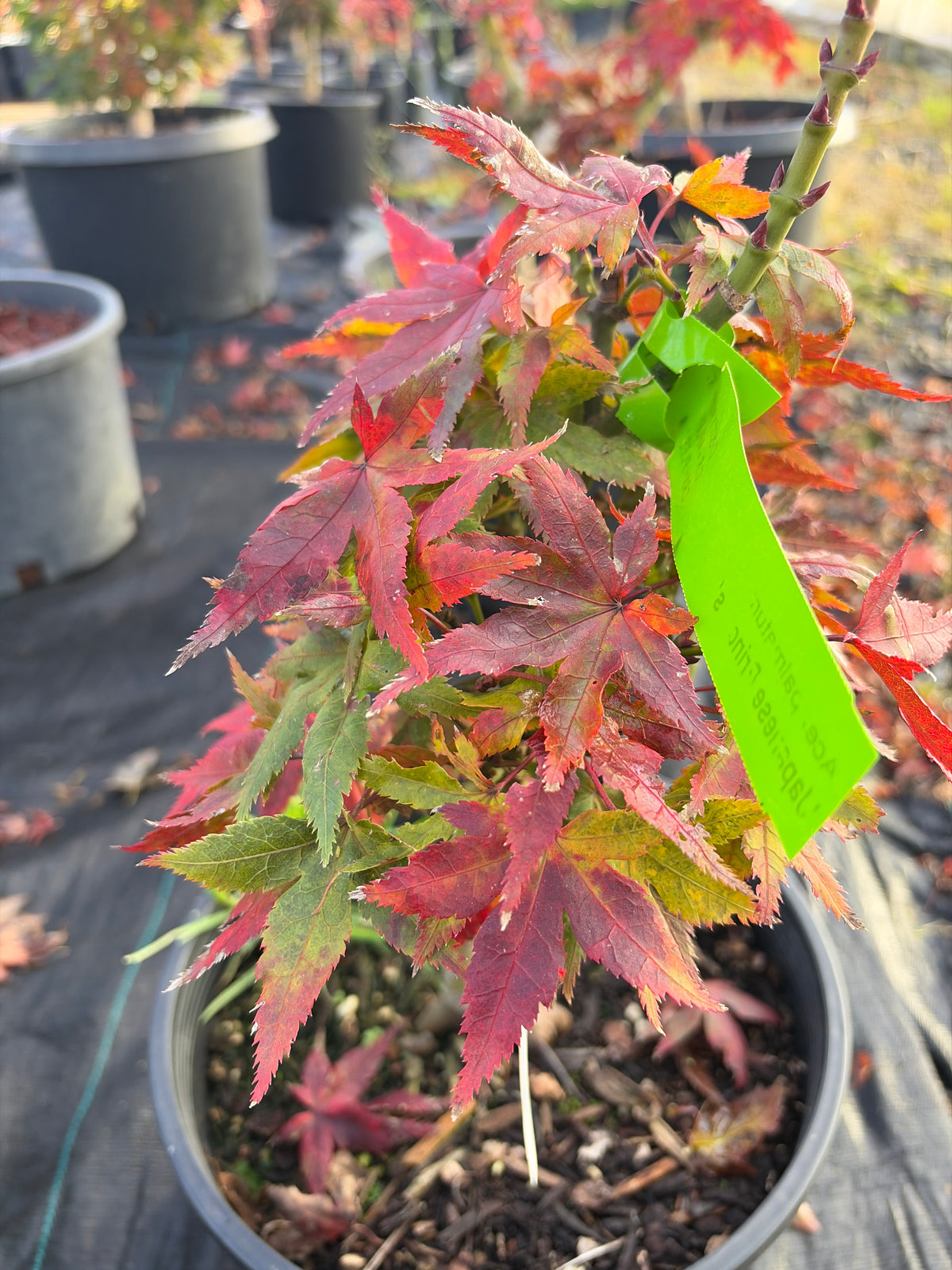 Acer Palmatum ‘Japanese Princess’