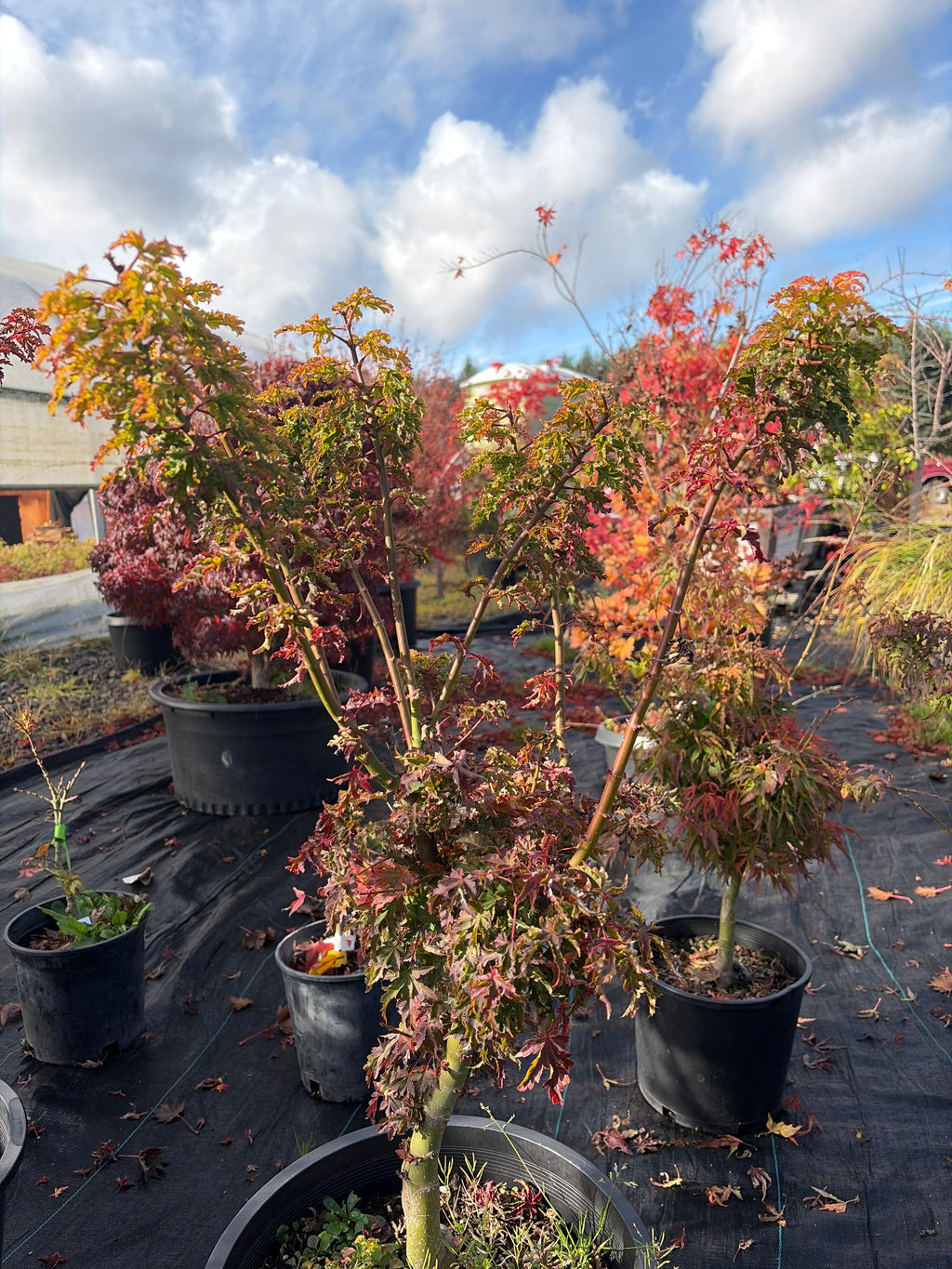 Acer Palmatum ‘Shishigashira’