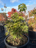 Acer Palmatum ‘Tattoo’