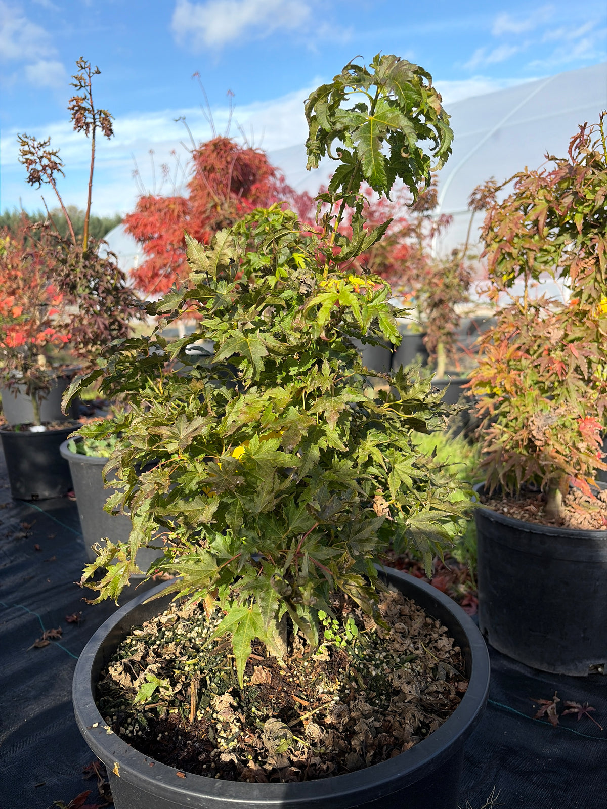Acer Palmatum ‘Tattoo’