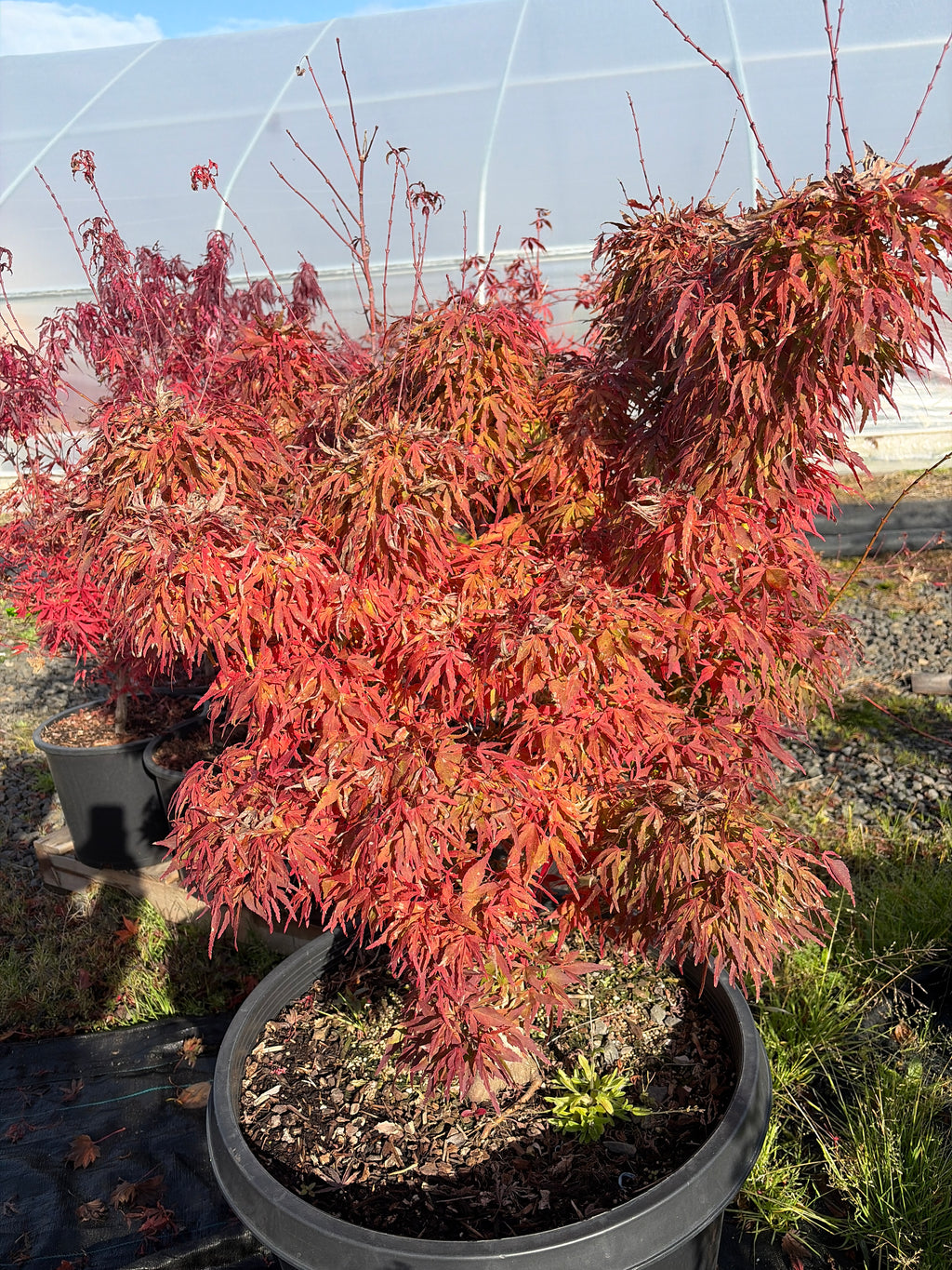 Acer Palmatum ‘Catalina Yatsubusa’