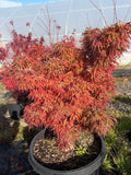 Acer Palmatum ‘Catalina Yatsubusa’