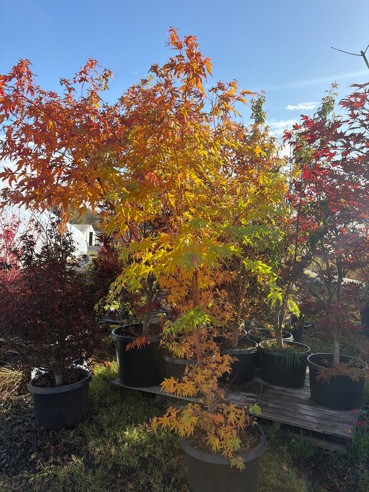 Acer Palmatum ‘Wild Fire’