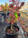 Acer Palmatum ‘Japanese Princess’