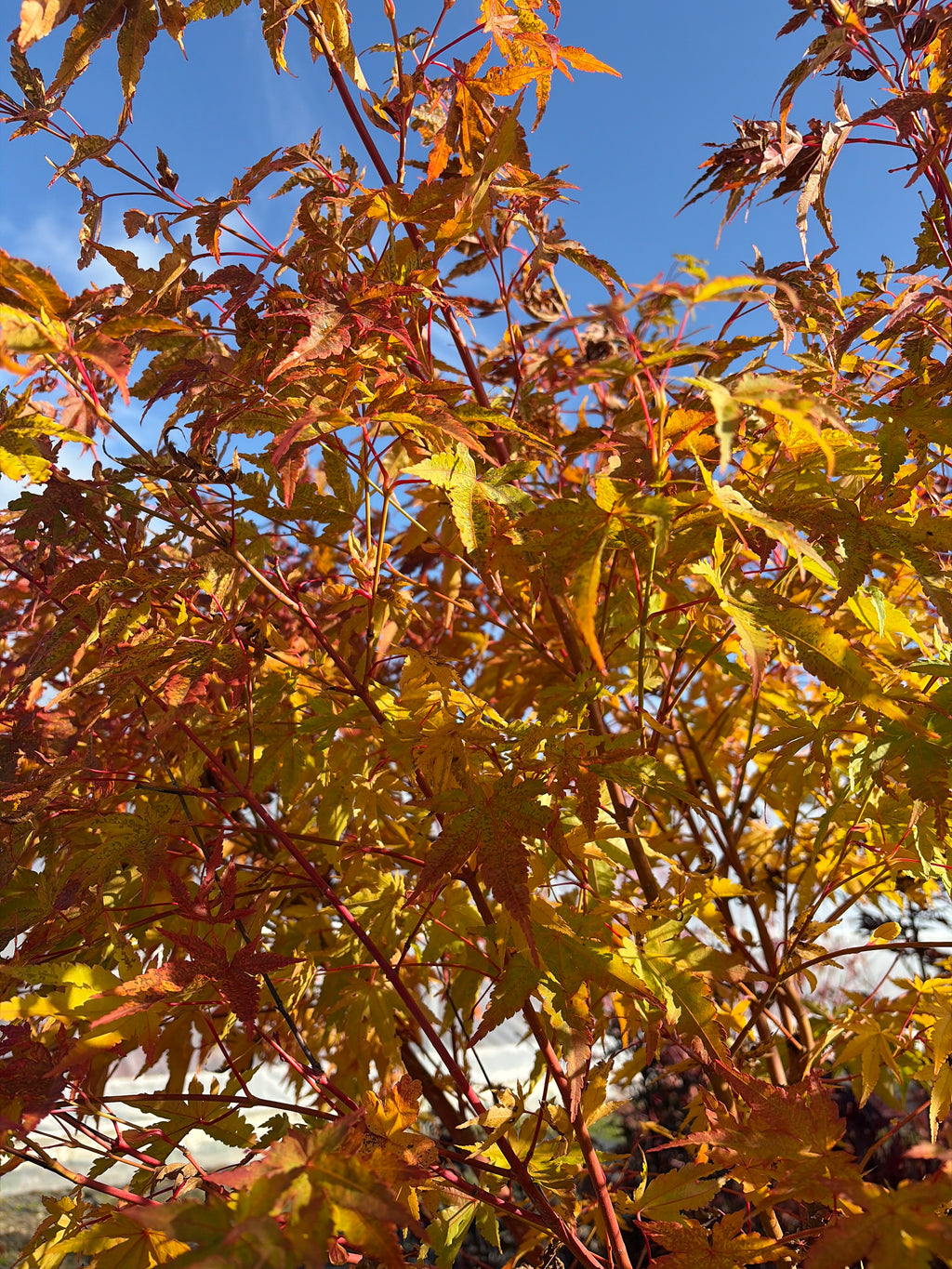 Acer Palmatum ‘Wild Fire’