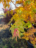 Acer Palmatum ‘Wild Fire’