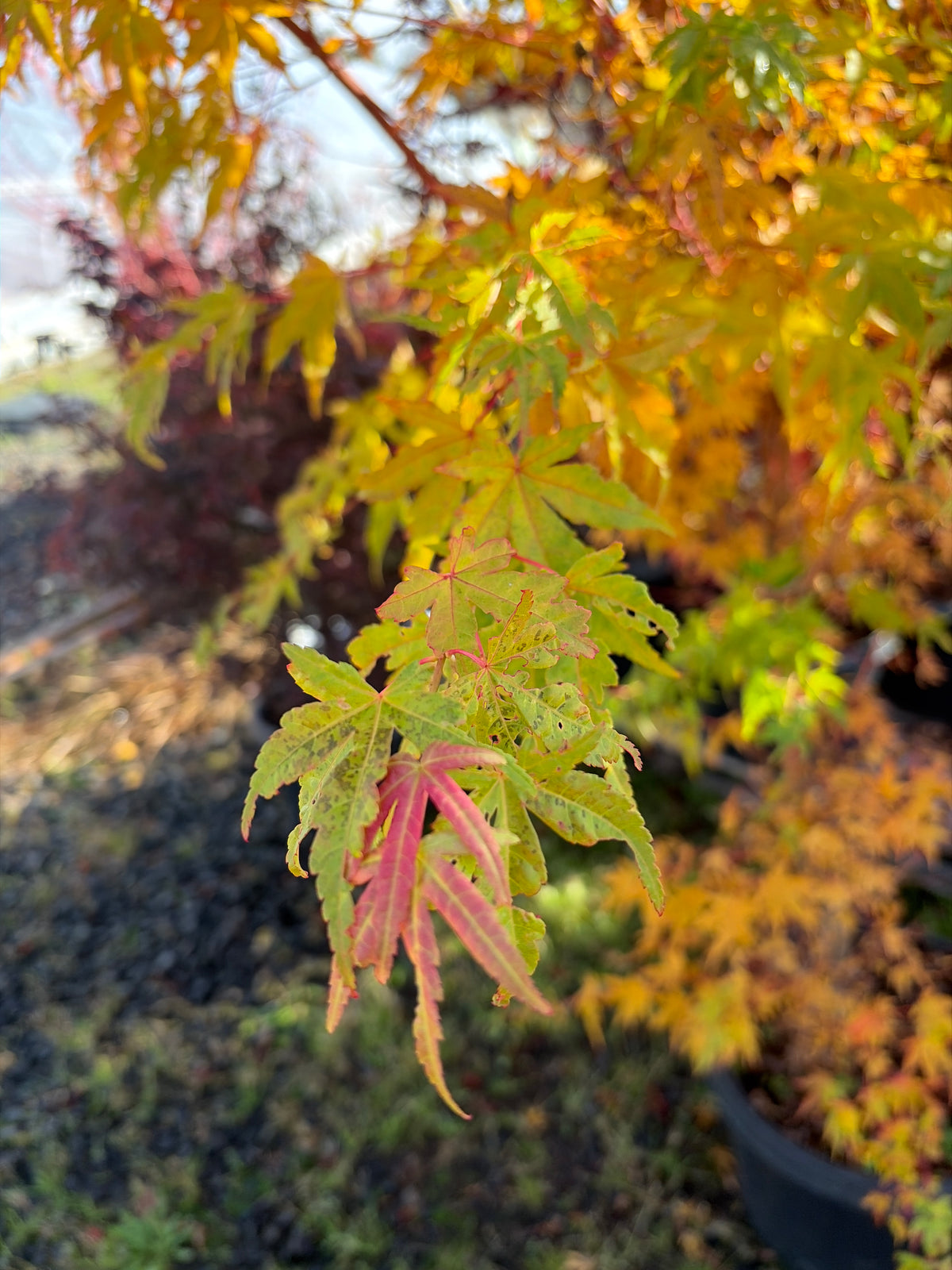Acer Palmatum ‘Wild Fire’