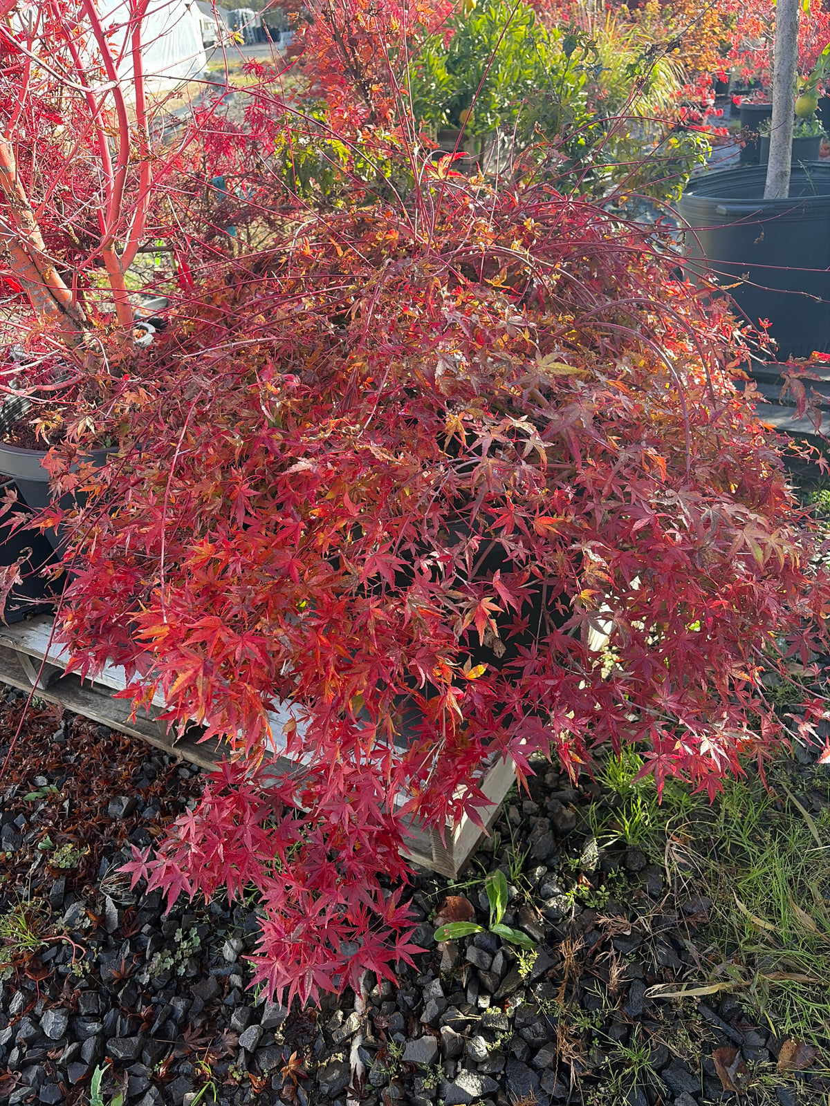 Acer Palmatum ‘Yellow Cascade’