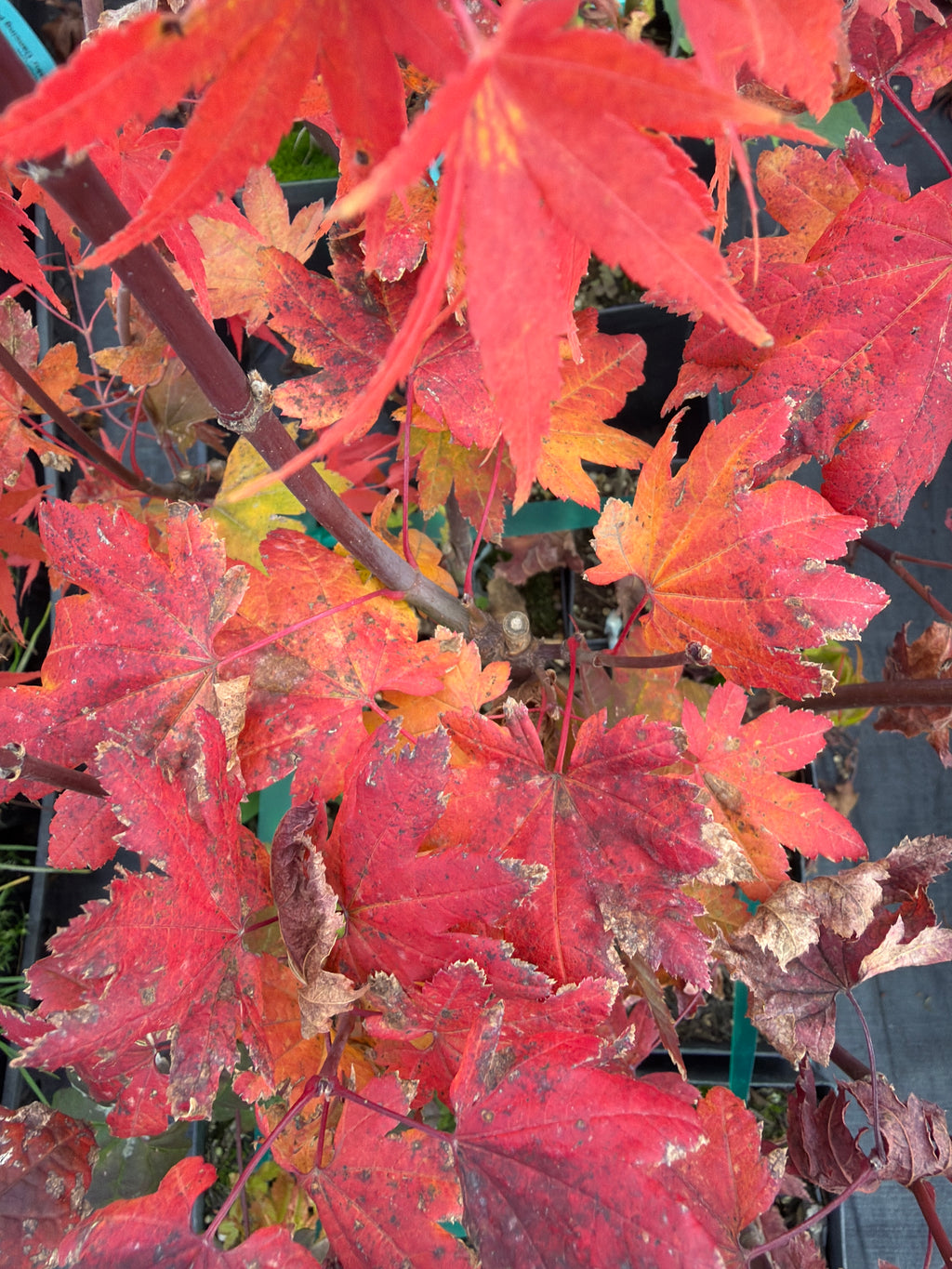Acer Circinatum ‘Burgundy Jewel’