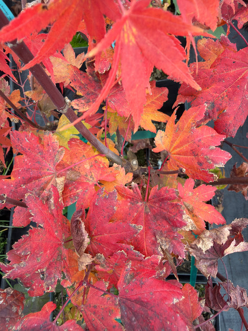 Acer Circinatum ‘Burgundy Jewel’