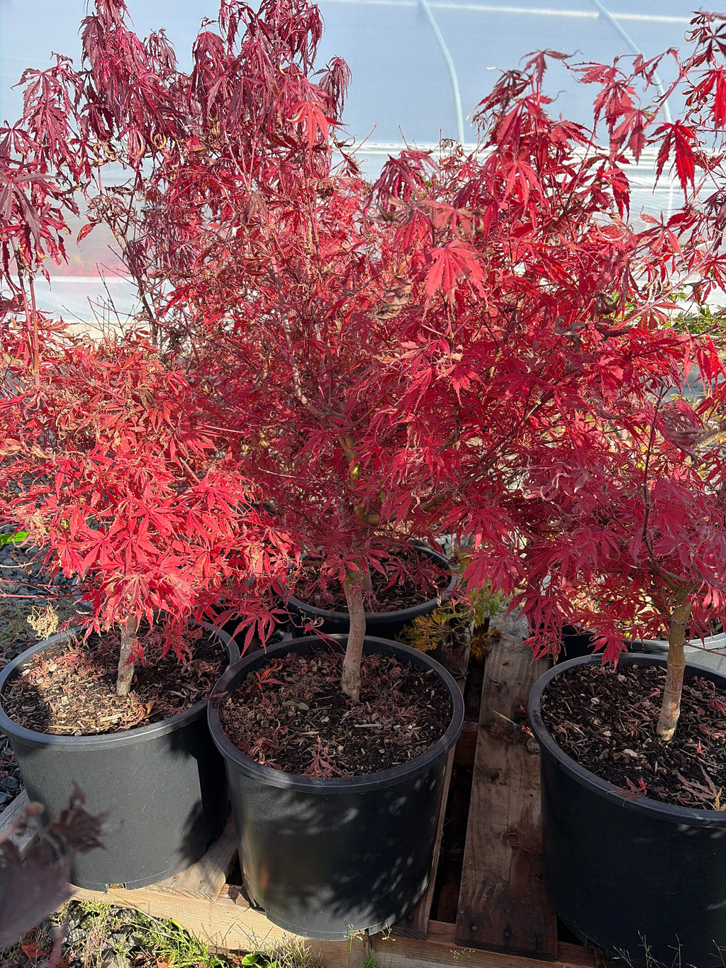 Acer Palmatum ‘Lileeannes Jewel’