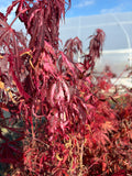 Acer Palmatum ‘Lileeannes Jewel’