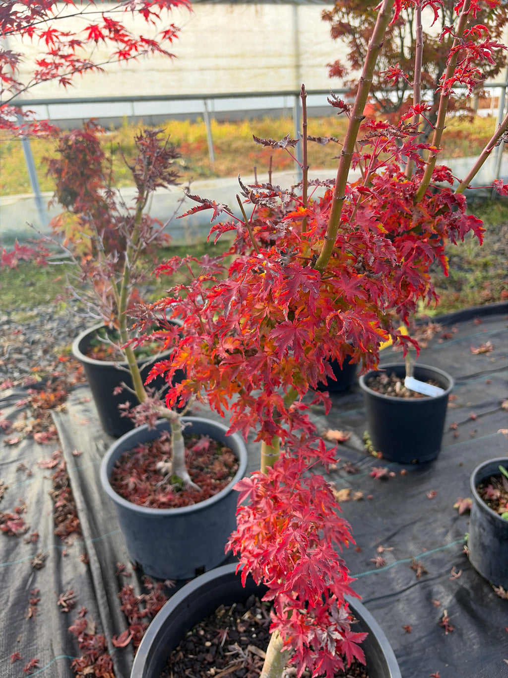 Acer Palmatum ‘Shishigashira’