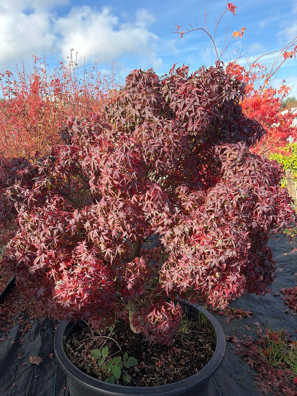 Acer Palmatum ‘Akita Yatsubusa’