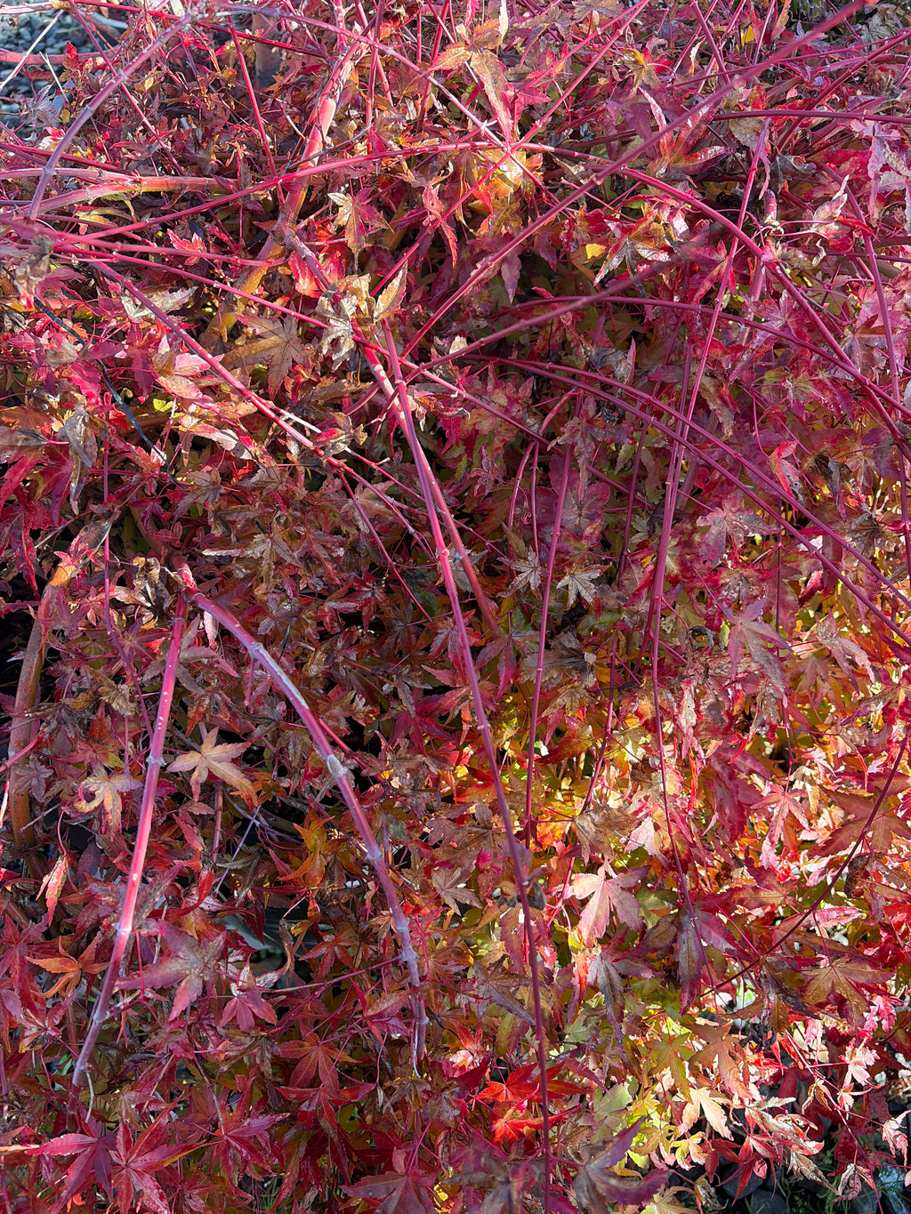 Acer Palmatum ‘Yellow Cascade’