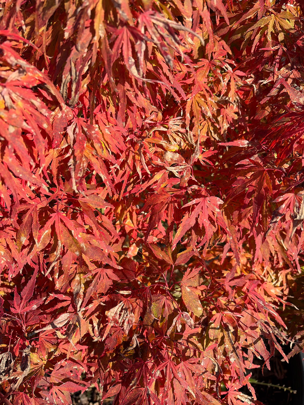 Acer Palmatum ‘Catalina Yatsubusa’