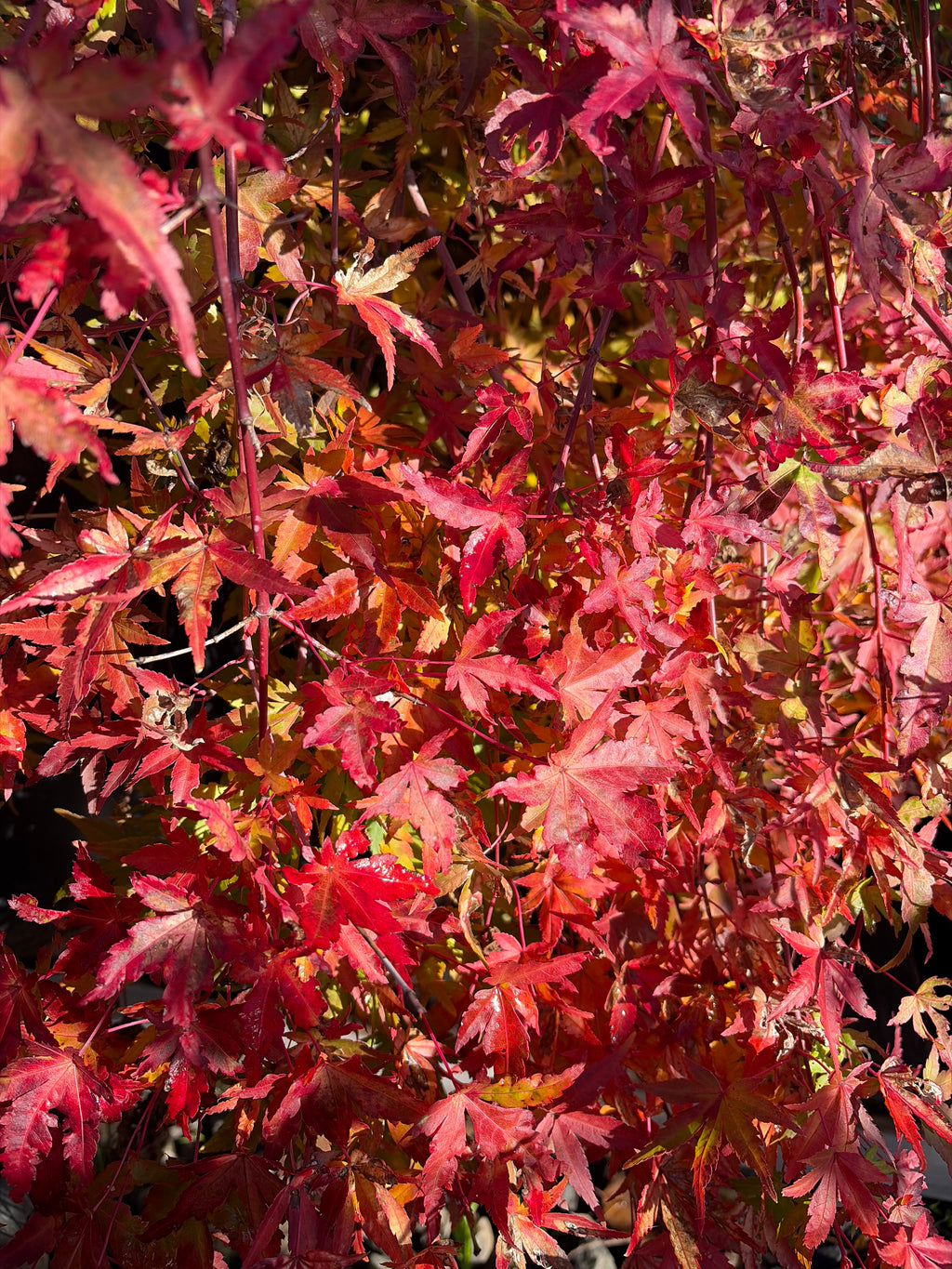 Acer Palmatum ‘Yellow Cascade’