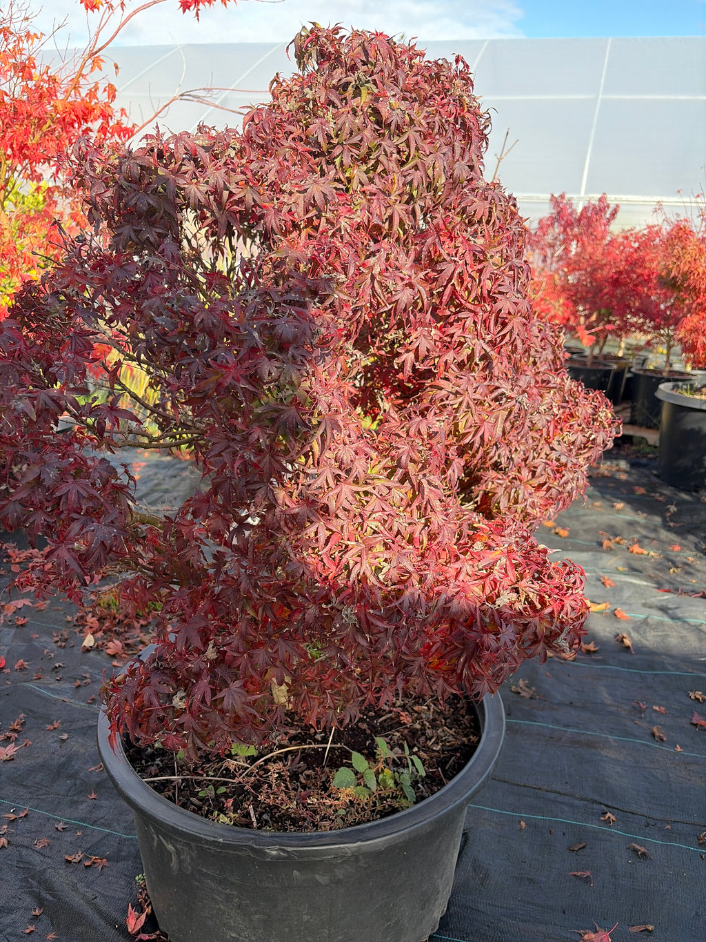 Acer Palmatum ‘Akita Yatsubusa’