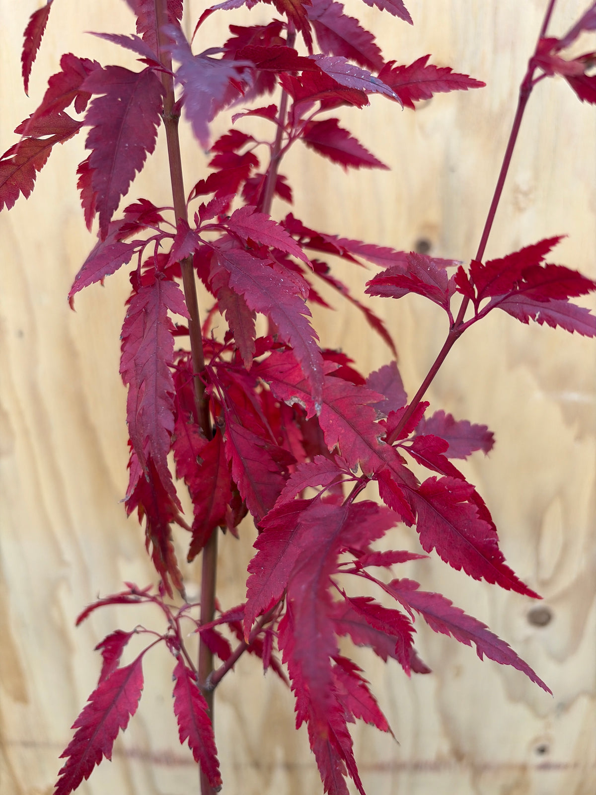 Acer Palmatum ‘Beni Hagoromo’